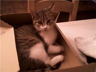 ho trop chou ce b�b� chat!